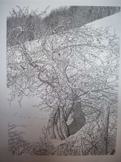 Apple Tree Pen & Ink Print