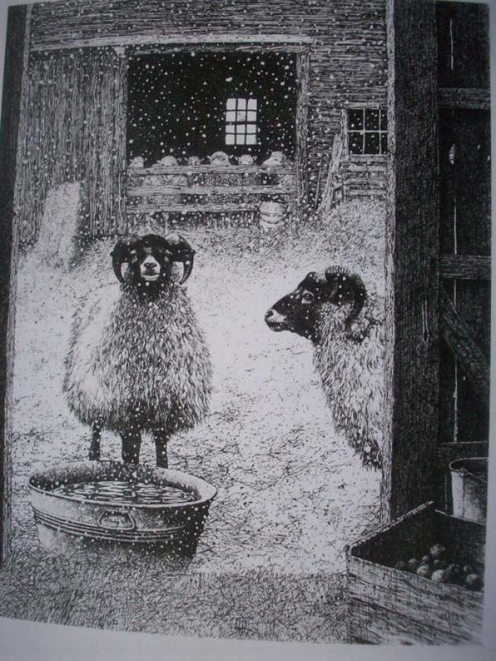 Shetland Sheep Note Cards