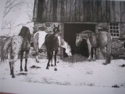 Four Horses Note Cards