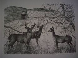 Three Deer Pen & Ink Print