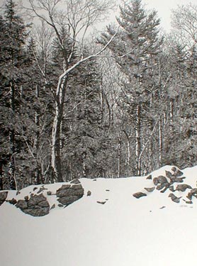 Stonewall and Woods Pen & Ink Print