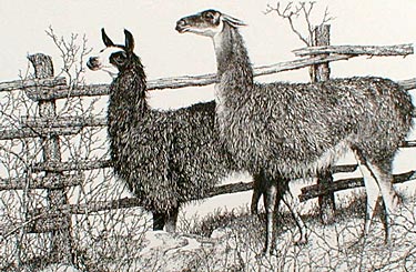 Llamas