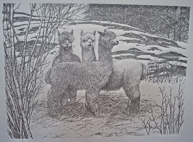 Alpaca Pen & Ink Print