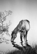 Horse Drinking Pen & Ink Print