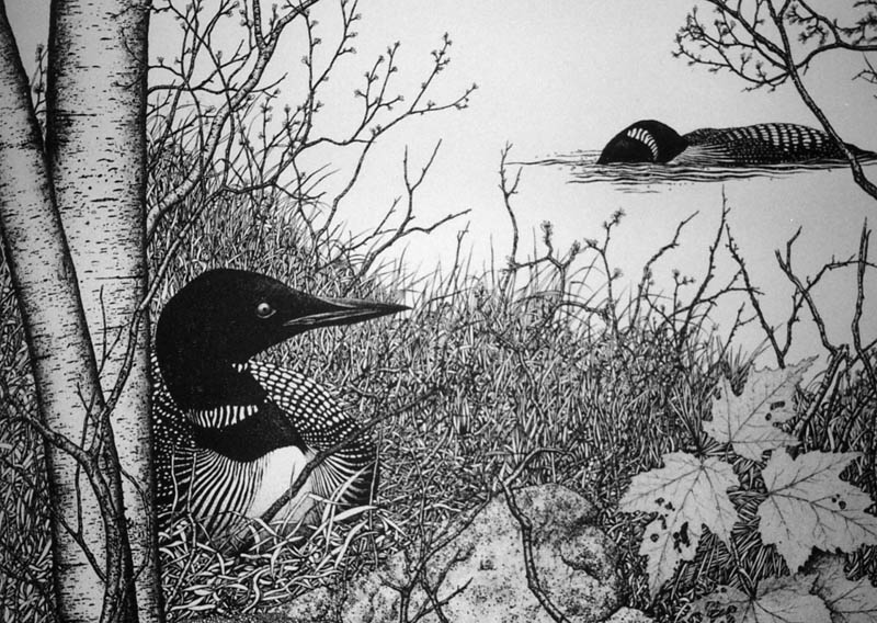 Two Loons Pen & Ink Print
