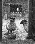 Shetland Sheep Pen & Ink
