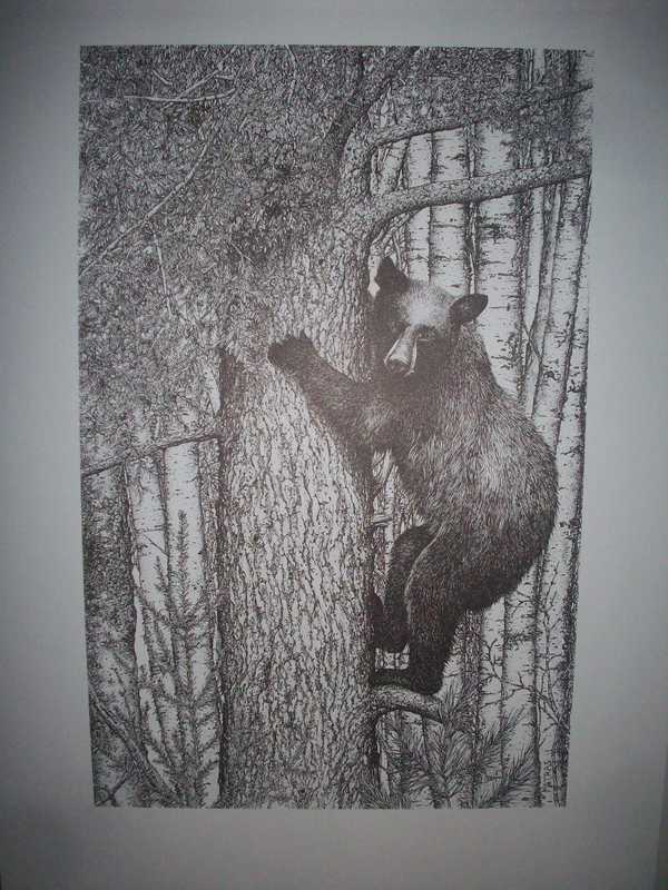Black Bear in Tree Pen & Ink Print
